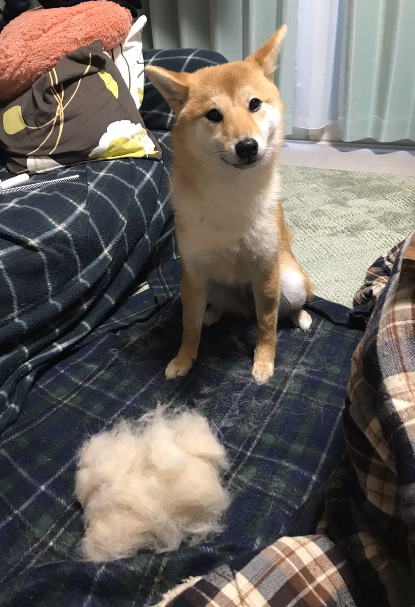 かりん 柴犬 豆柴ではありません 抜け毛が凄いので我が家では日々dysonが稼働しております