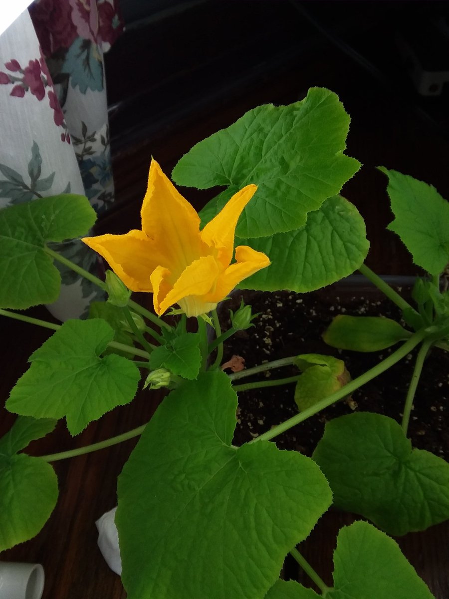 MrsGatesScience's tweet image. Gloomy outside, but radiant inside!