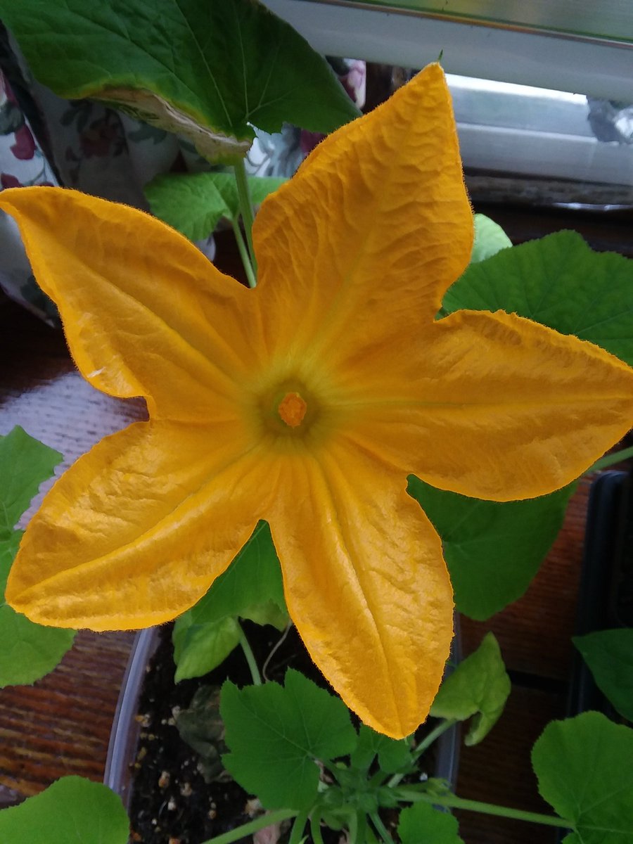 MrsGatesScience's tweet image. Gloomy outside, but radiant inside!