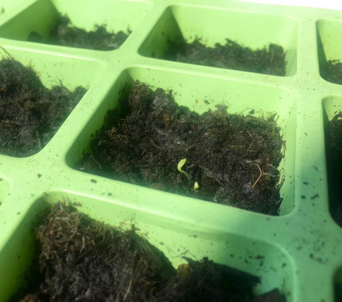 My first ever shoots!  Teeny lettuce ones, so exciting!