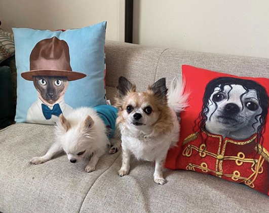 PetsRockWorld's tweet photo. Good Friday indeed... Good Friday to snuggle down on a sofa with all your furry friends #petsrock #cushions #purrell #cuddles #snuggles #goodfriday #pooch https://t.co/JcdlcHG007