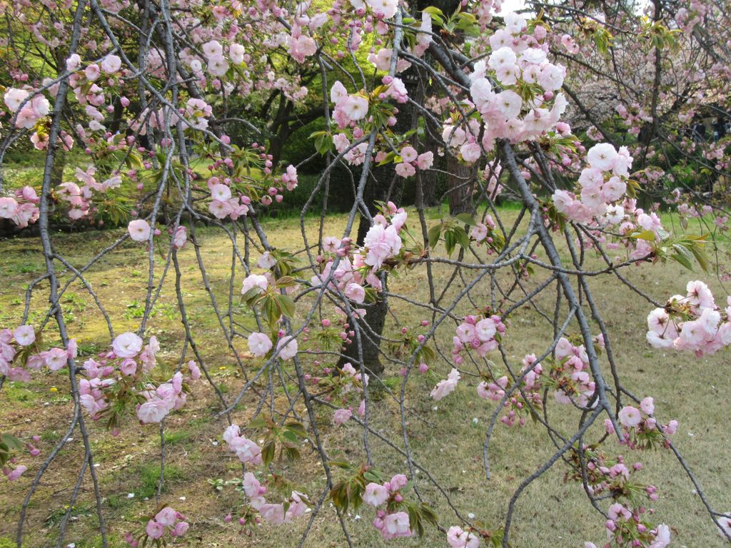 Reading Japanese 日本語 八重桜 やえざくら が咲 さ き始 はじ めました 八重桜には花 はな びらがたくさんあります 写真 しゃしん は 去年 きょねん 新宿御苑 しんじゅくぎょえん で撮 と った桜です 今年 ことし も桜は咲いてい