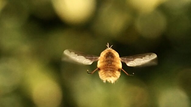 JillWhitelock's tweet photo. These guys are going crazy in the garden, hanging like tiny drones and getting up close for a look. Thought they were bees, but turns out theyโre hovering bee-flies. #BeeFly #BeeFlyWatch2020 #TinyJoys https://t.co/WZGqtuEip7