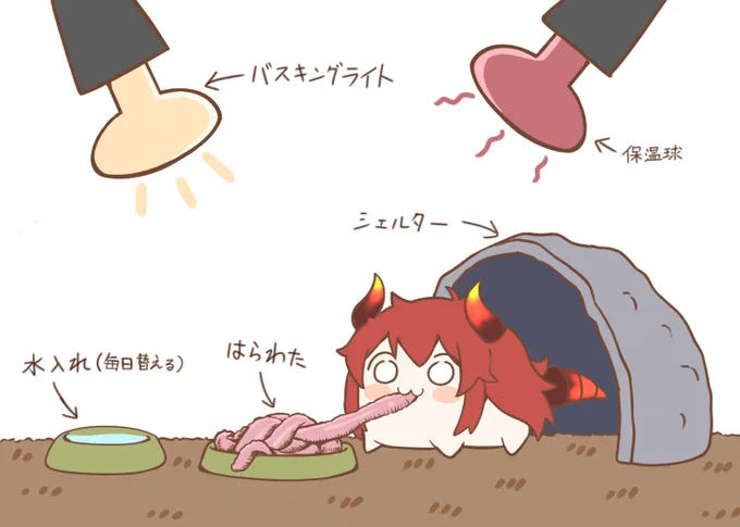 ファイヤードレイクを飼ってみよう! 