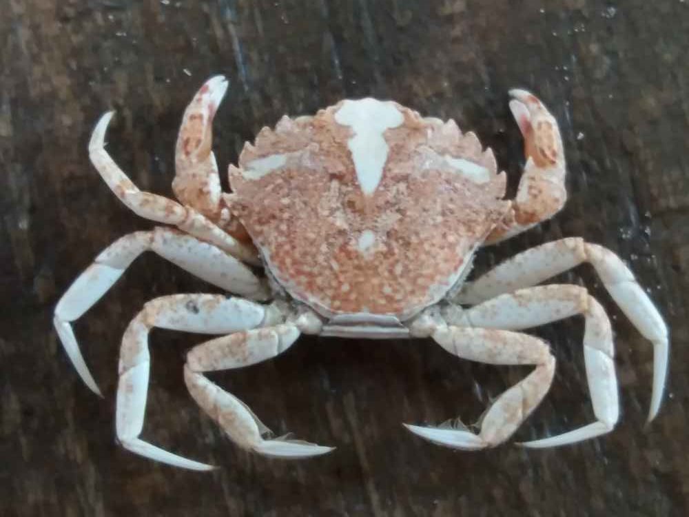 Thread - things to see at  @wardiebaybeach - full details on iRecord  @iRecordWildlife website.1. Crabs! This one is a juvenile shore crab