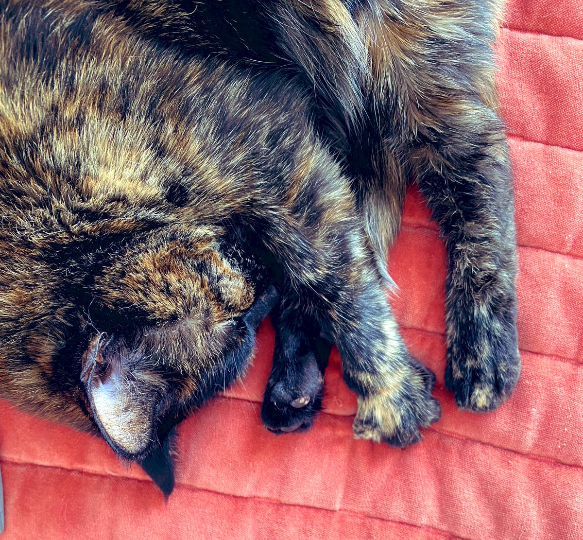 Coach Coates tweet media