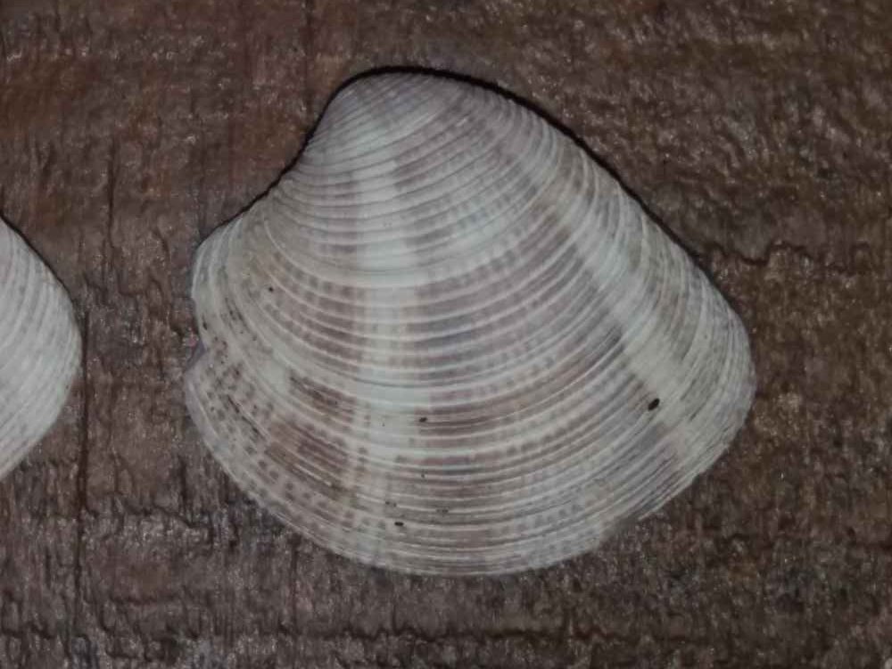 3. Seashells - here a venus clam