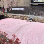 桜が散ったことによって？高瀬川に桜の絨毯が現れた!