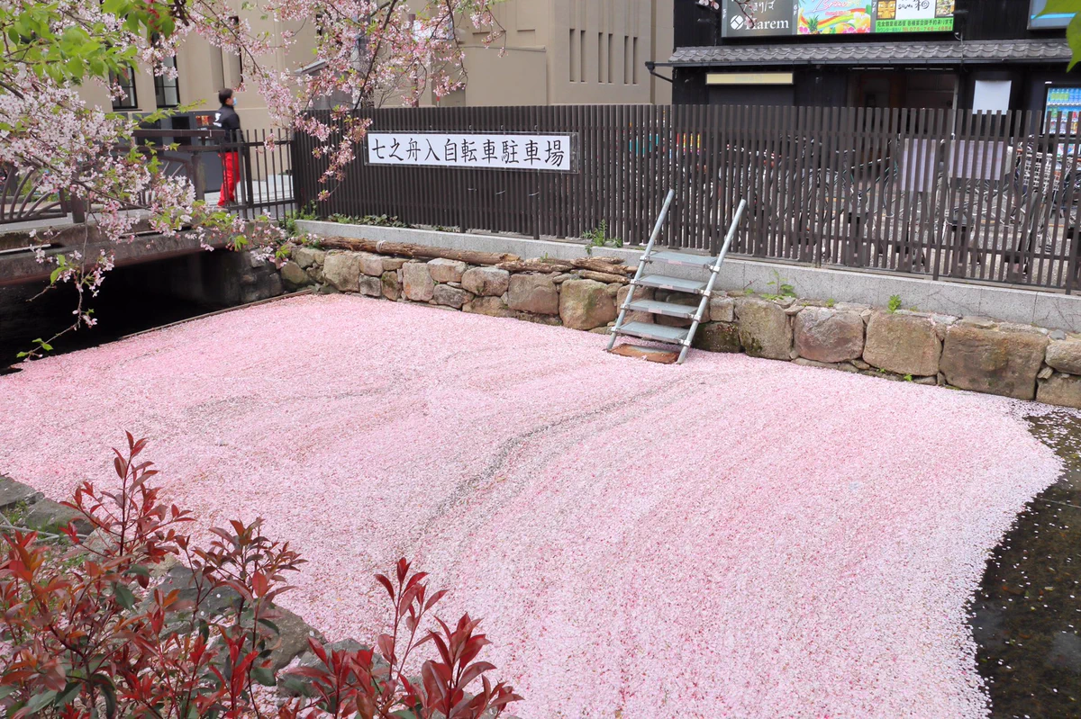 桜が散ったことによって？高瀬川に桜の絨毯が現れた！