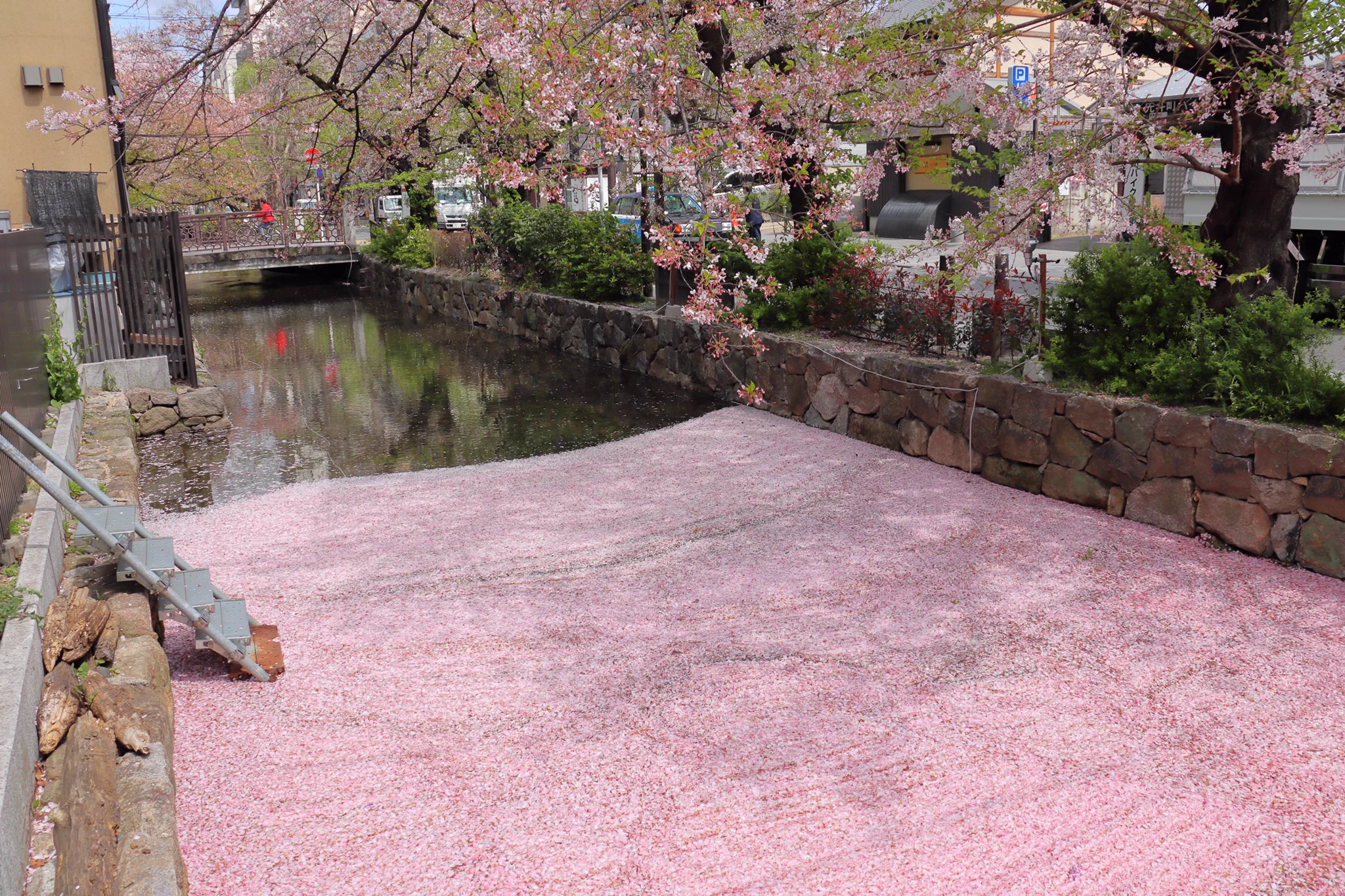 桜が散ったことによって？高瀬川に桜の絨毯が現れた！