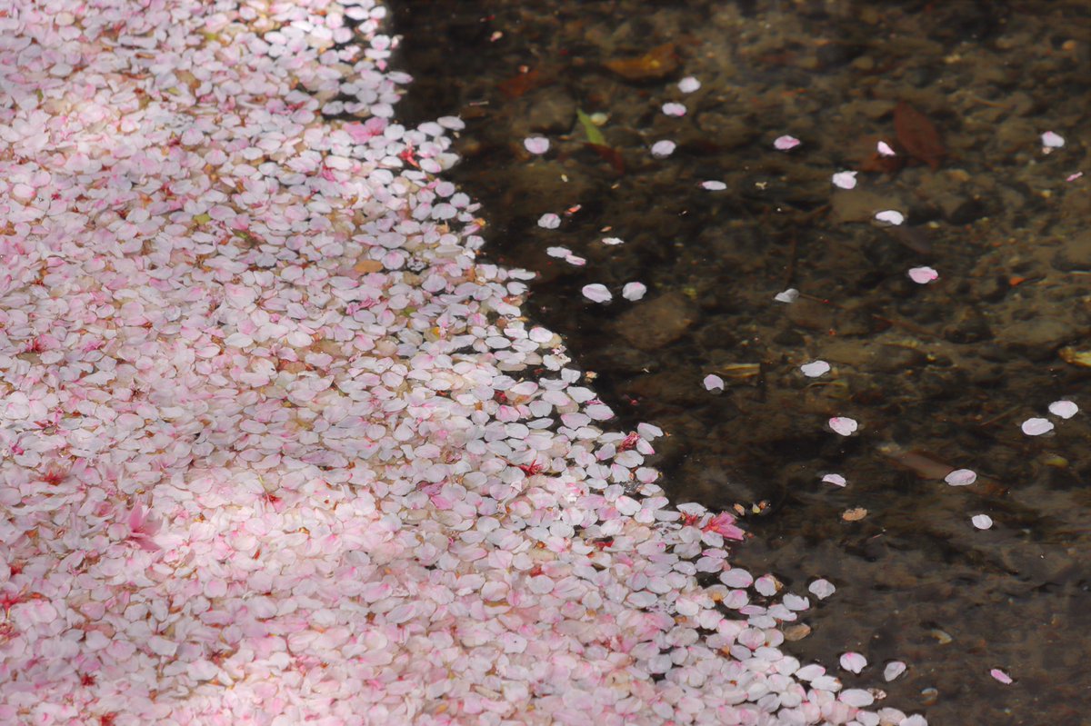 桜が散ったことによって 高瀬川に桜の絨毯が現れた 話題の画像プラス