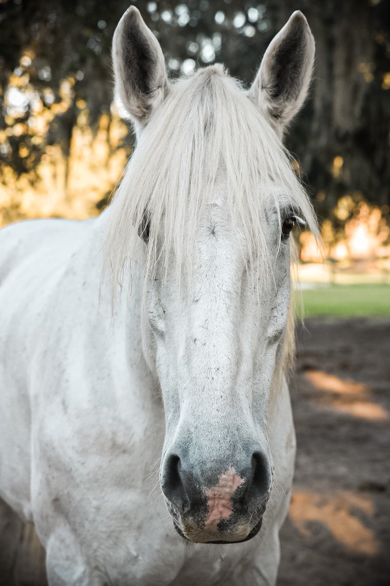 Happy Friday from Bill! #oldsouthcarriagecompany #FridayMotivation #FlashbackFriday #StayHome