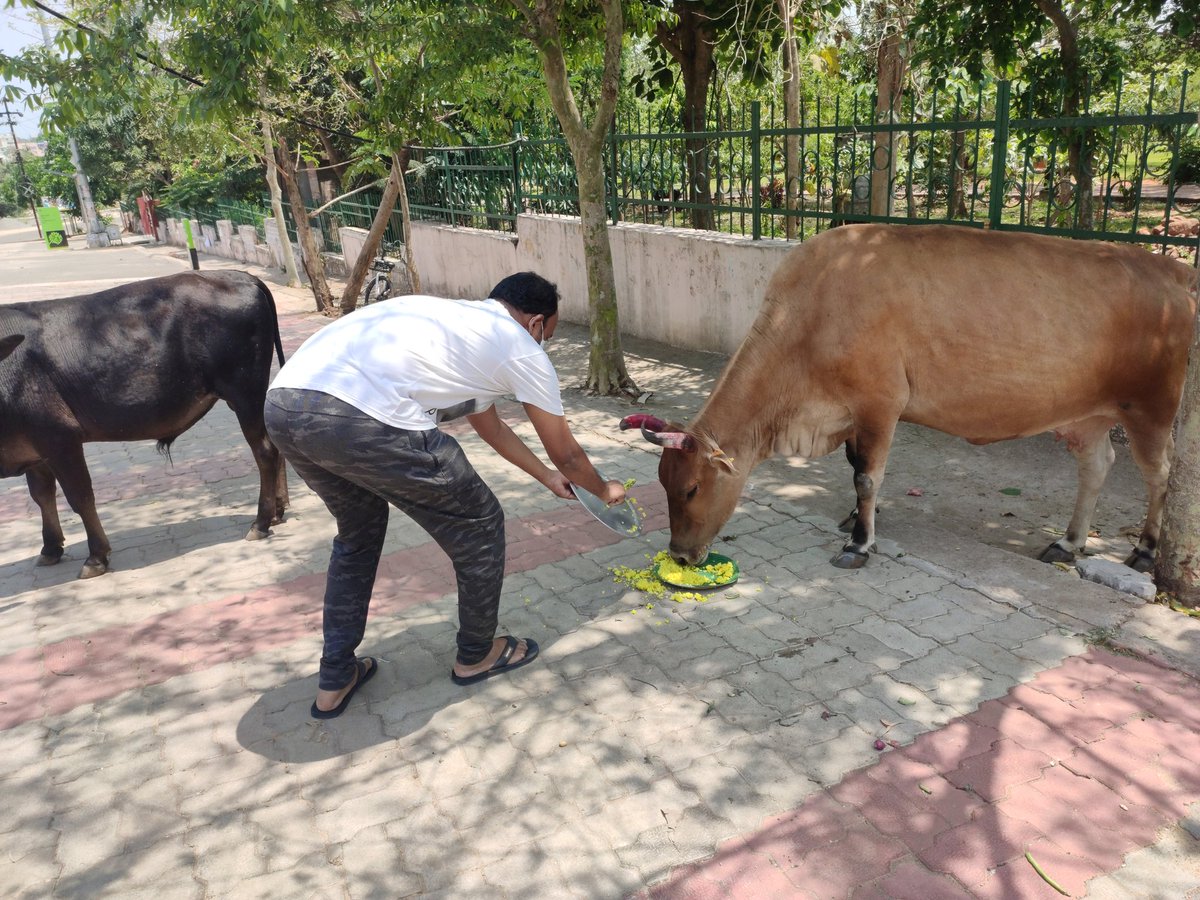 A_Biswal's tweet photo. Friends, Inspired by a lot of Animal lovers,My Family also did a small contribution of feeding the stray cattles nearby to our house at Bhubaneswar during these challenging lockdown time......I request my other friends and colleagues to do their bit also....Sharing some pics👇 https://t.co/3oCHQVdgSf