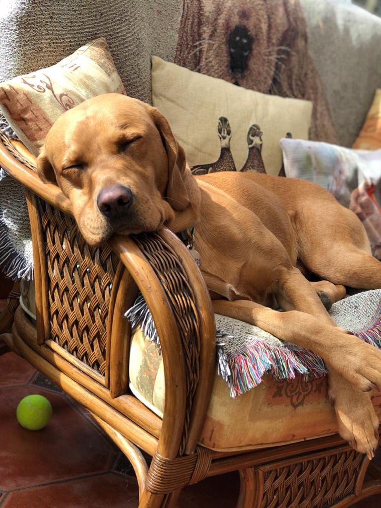 DrAlisonBrooks1's tweet photo. Dogtor Coopers advice to all those on the front line, whatever your role... make sure you get down time. This is a marathon, not a sprint so make sure you relax and get sleep whenever you can. Your brain and body can’t work efficiently without rest. 🐾🐾 https://t.co/KaYUpfCDcE