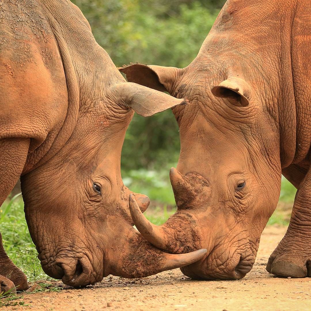 Havenlust's tweet photo. Did you know rhinos wallow in mud to protect their skin from the sun, much like we use suncream?! ☀️

Pictured are two younger male white rhino covered in bright red mud, spotted by travel photographer @howard .cleland. #MeetSouthAfrica #art #travel 🕊️♥️ https://t.co/jDZjE37Cck