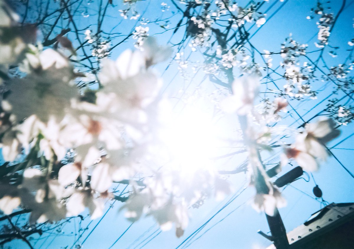 jujubephoto's tweet photo. #写ルンです
#photography https://t.co/ZooH8uFzQ3