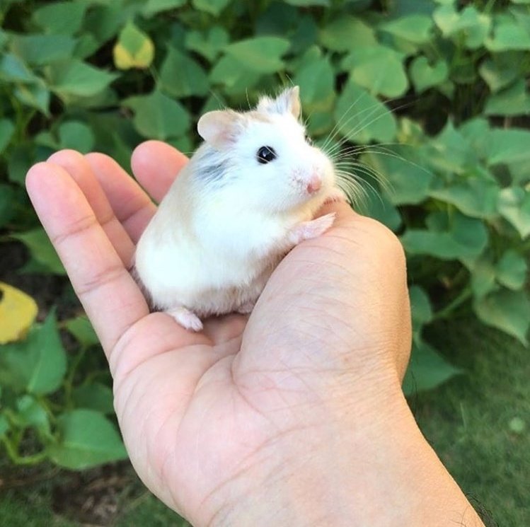 baby hamster jung wooyoung  #ateez  #wooyoung ~ * a thread