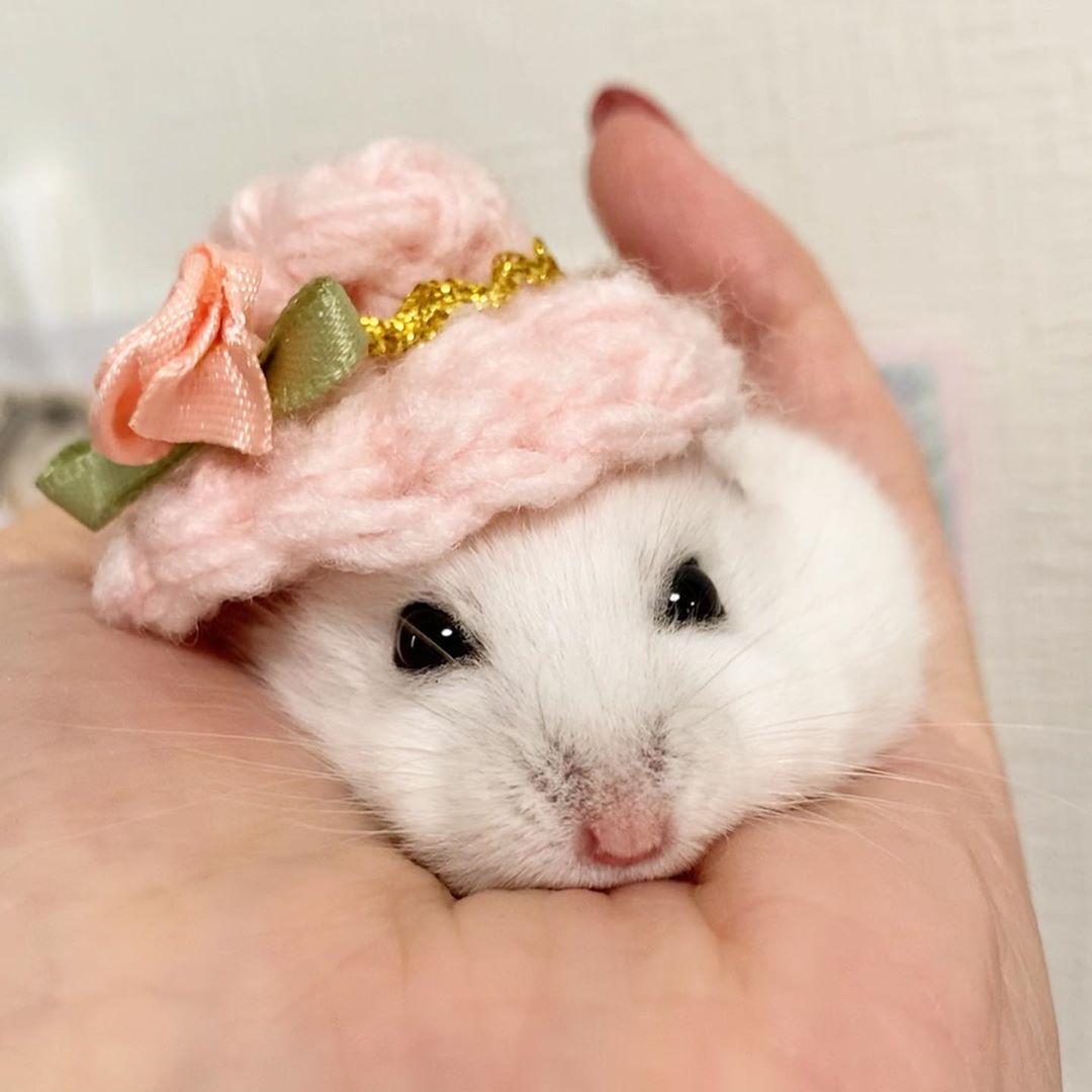 🐹