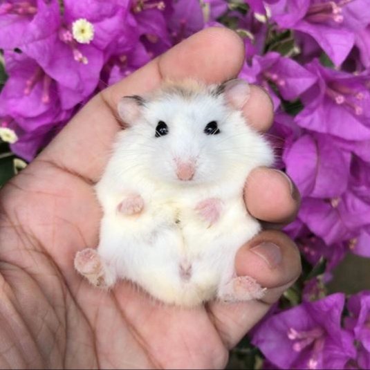 baby hamster jung wooyoung  #ateez  #wooyoung ~ * a thread