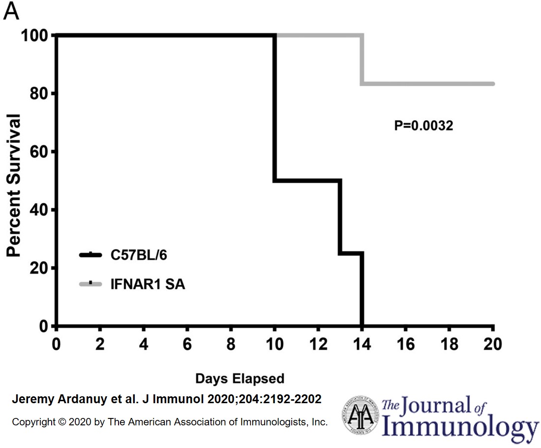 The Journal of Immunology (@j_immunol) on Twitter photo #NewinTheJI: From <a href="/NickCarbonetti/">Nick Carbonetti</a> & <a href="/UMmedschool/">University of Maryland School of Medicine</a> | type I and III #IFNs have potential as therapeutics for infants infected with Bordetella #pertussis. bit.ly/2RmgOTA #whoopingcough #JI_TopRead #ReadTheJI #immunology #NewinTheJI: From <a href="/NickCarbonetti/">Nick Carbonetti</a> & <a href="/UMmedschool/">University of Maryland School of Medicine</a> | type I and III #IFNs have potential as therapeutics for infants infected with Bordetella #pertussis. bit.ly/2RmgOTA #whoopingcough #JI_TopRead #ReadTheJI #immunology