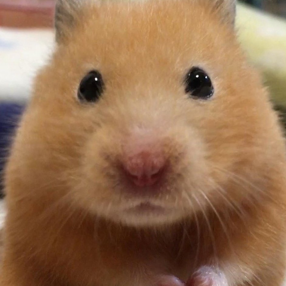 baby hamster jung wooyoung  #ateez  #wooyoung ~ * a thread