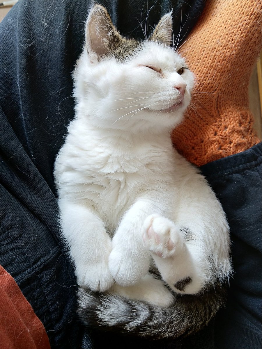 Entiset työkaverit #akatemiassa toivoivat #kissakuvia. Saamanne pitää! Tässä nykyinen työnjohto #tuiskukissa ja #puuskakissa työn tuoksinassa.