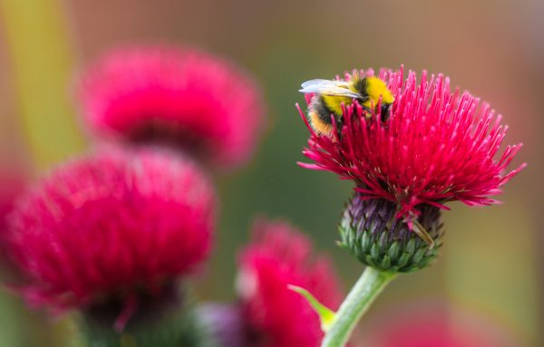 abuzzandaflutter.co.uk tweet media