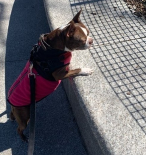 lukedogwalker's tweet photo. We hope your weeks were peaceful and we wish you good health. #HappyFriday everyone! Lucy wanted to remind you to socially distance yourself 6 feet away from other people! #dog #doggywisdom #bostonterrier #brownboston #pupper #lukedogwalker #lukedogwalkernyc #uwsdogwalking https://t.co/gIbyshKZrC