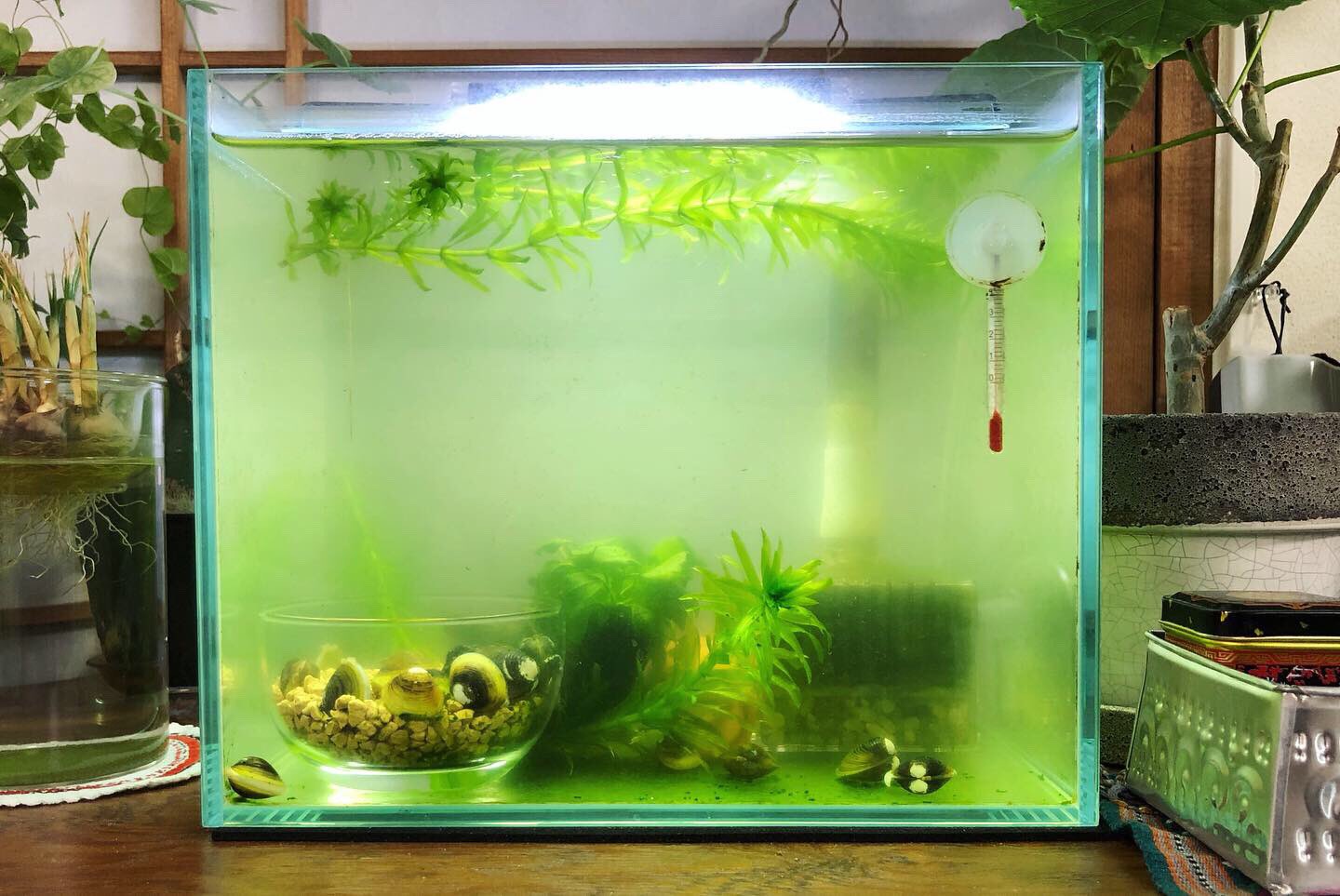 はる アオコ水槽に淡水シジミ導入から二週間 水がほぼ透明に 換水は無し シジミパワーすごい T Co Onvb8bkaua Twitter