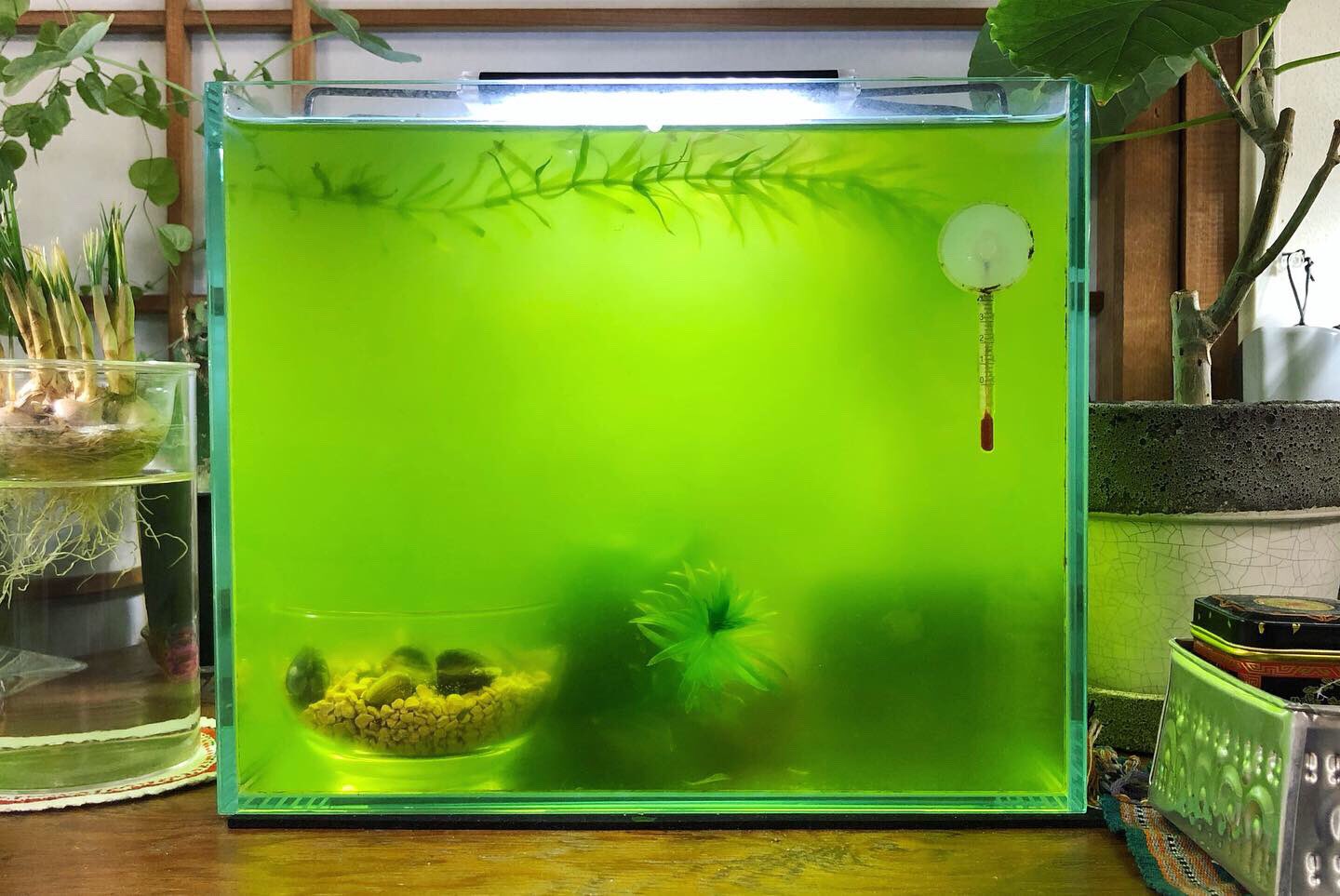 はる アオコ水槽に淡水シジミ導入から二週間 水がほぼ透明に 換水は無し シジミパワーすごい T Co Onvb8bkaua Twitter