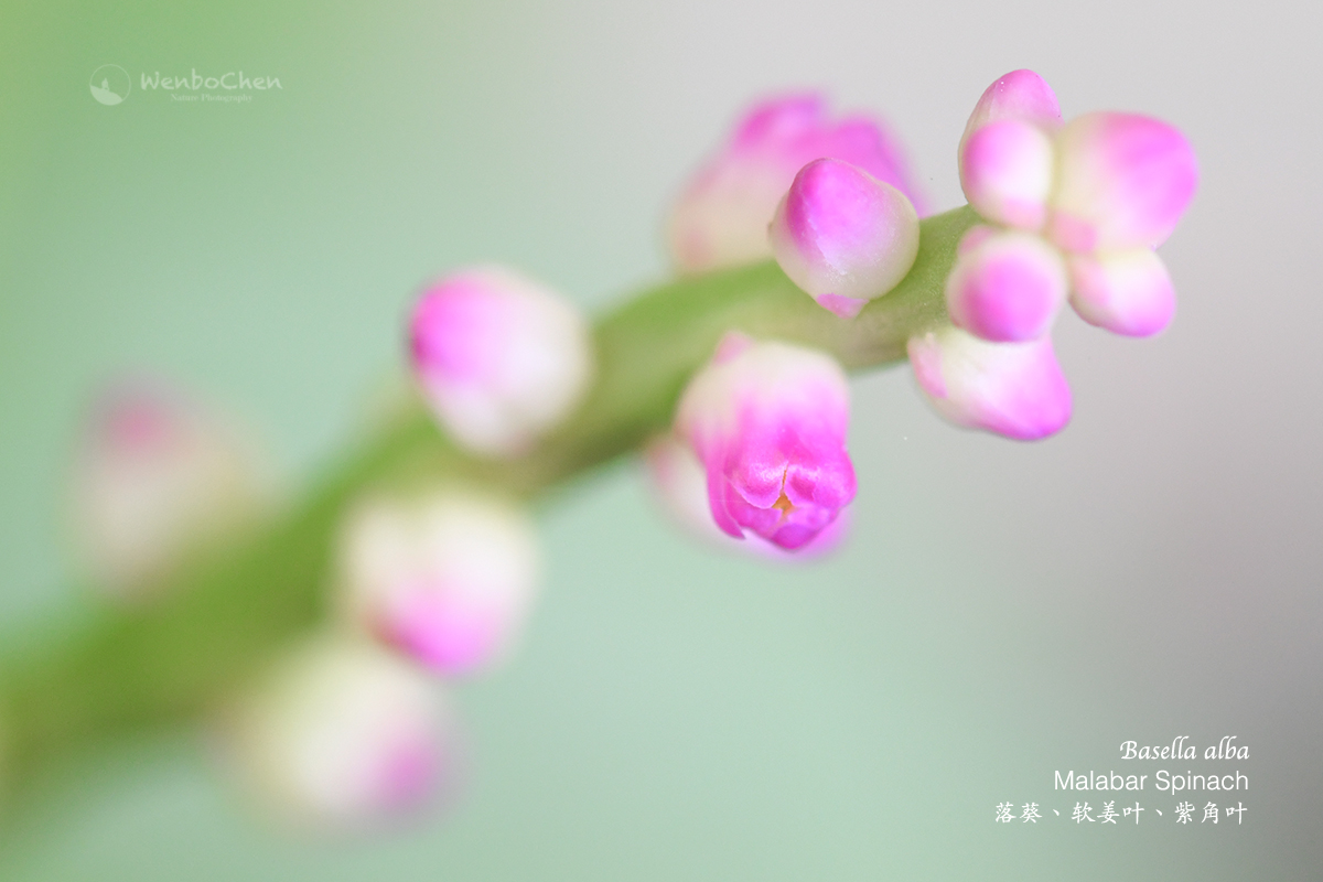 Wenbo77's tweet photo. This is the flower of Malabar Spinach (Basella alba), a very popular climbing vegetable in Asia (the edible part is the foliage). #vegetable #malabarspinach #climbingspinach #Basella #Basellaceae #落葵 #蔬菜 https://t.co/8uOqgDhpL6