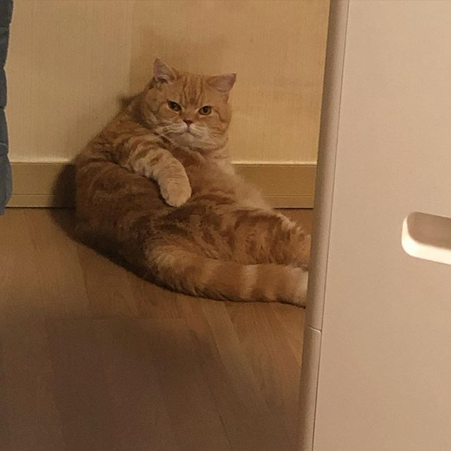 ggluvcats's tweet photo. มองไรอีทาส เทข้าว https://t.co/82lkFi03zk