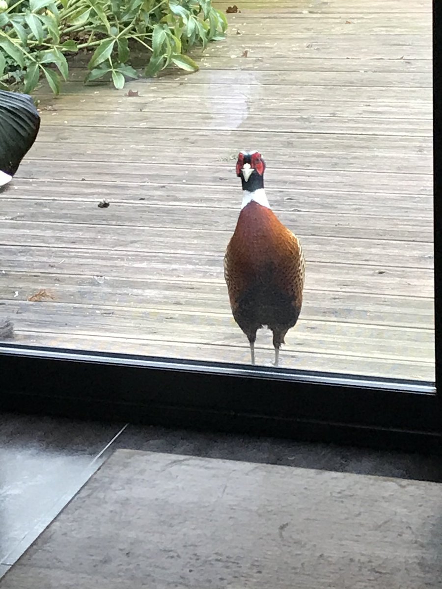 zeit15's tweet photo. @axellevda @BCarrez @ParcHauteBorne Tout le monde va très bien. La nature semble très bien s’acclimater de notre confinement que ce soient 🐔 sur les ronds points, 🦆devant nos bâtiments ou même faisan à ma porte ! #infosduvendredi https://t.co/GWgYRlijPY