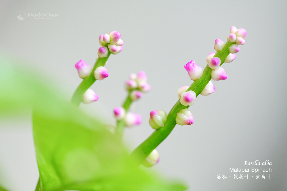 Wenbo77's tweet photo. This is the flower of Malabar Spinach (Basella alba), a very popular climbing vegetable in Asia (the edible part is the foliage). #vegetable #malabarspinach #climbingspinach #Basella #Basellaceae #落葵 #蔬菜 https://t.co/8uOqgDhpL6