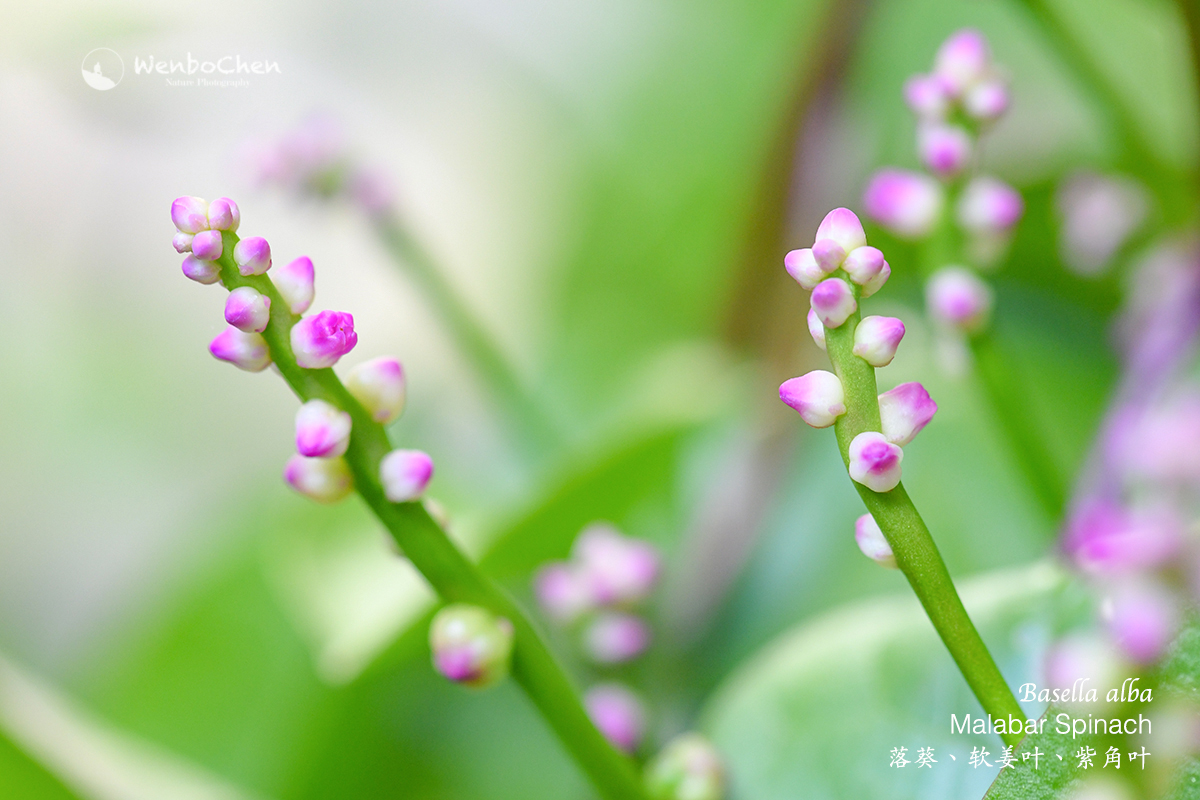 Wenbo77's tweet photo. This is the flower of Malabar Spinach (Basella alba), a very popular climbing vegetable in Asia (the edible part is the foliage). #vegetable #malabarspinach #climbingspinach #Basella #Basellaceae #落葵 #蔬菜 https://t.co/8uOqgDhpL6