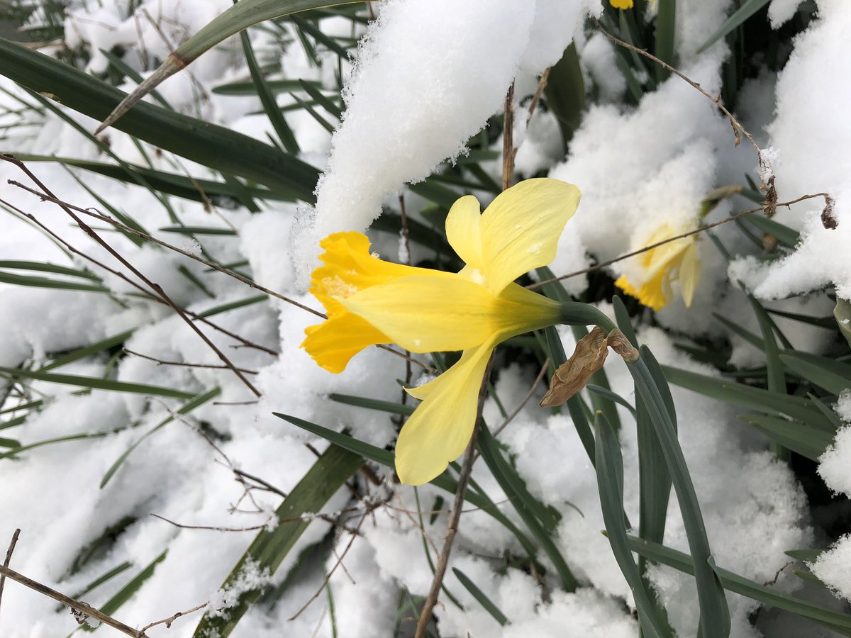 Ken Robinson tweet media