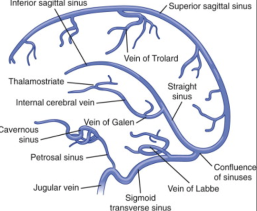 34. From the superior sagittal sinus, CSF flows into the transverse sinus via the confluence of sinus’s. From here, CSF enters the sigmoid sinus followed by the internal jugular vein - refresh your anatomy below  #BBHCP