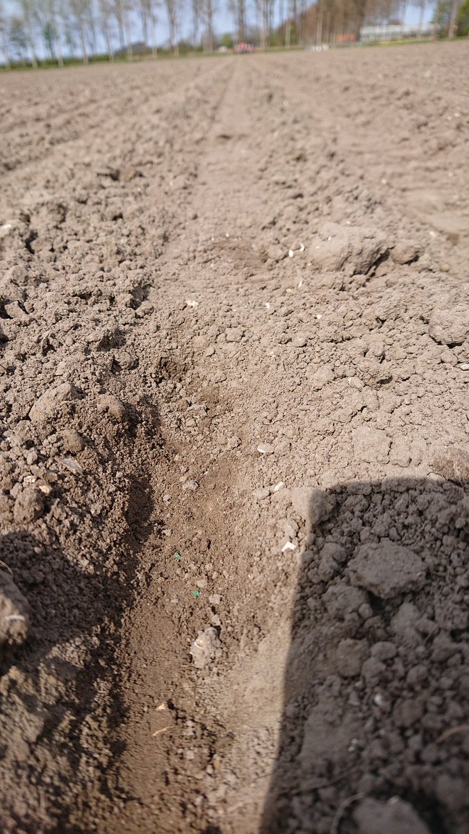 cajschouten's tweet image. Uien zaaien #Hyfive met een proef #Terrapulse en  #26-7-0
 #vydate en #MycorGran
een nieuw ras #Hysinger
Begin is goed zaaibed prachtig wel een beetje regen nodig om het aftesluiten
