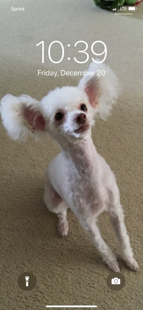 rooster69 tweet media