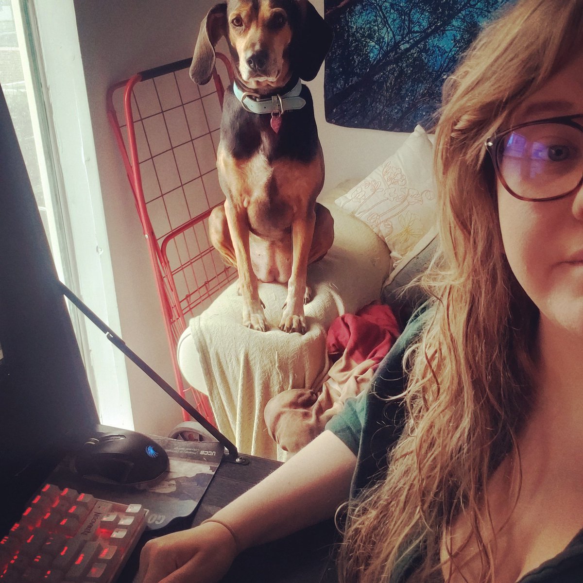 pingpops's tweet photo. This is our life now

#StayAtHome #dogsoftwitter #workingfromhome #WritersInQuarantine https://t.co/rksWuMoHct