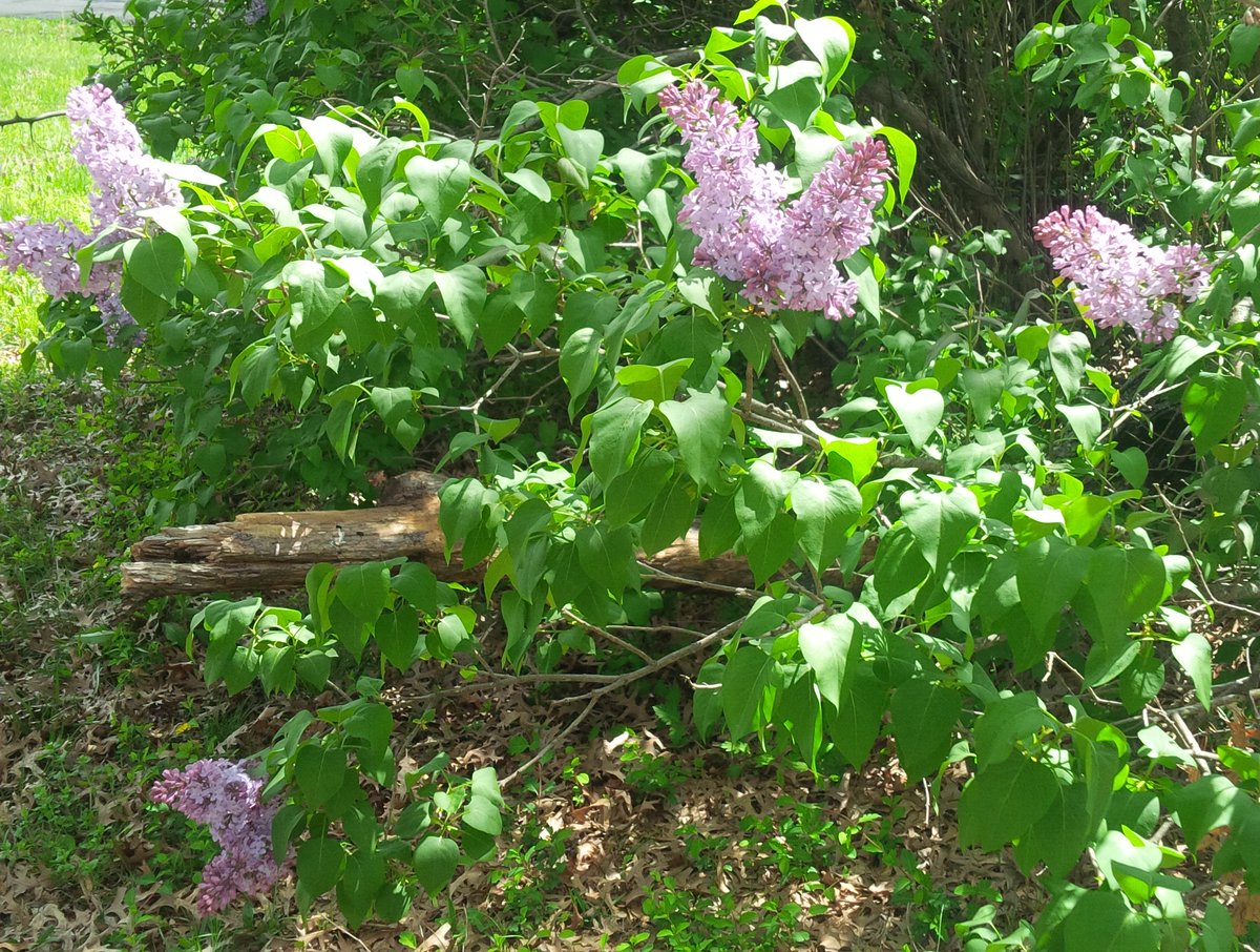 AshleyJMorrison's tweet photo. Song of Solomon 2:12 The flowers appear on the earth; the time of the singing of birds is come, and the voice of the turtle is heard in our land #spring #Missouri https://t.co/je1i3toWEk