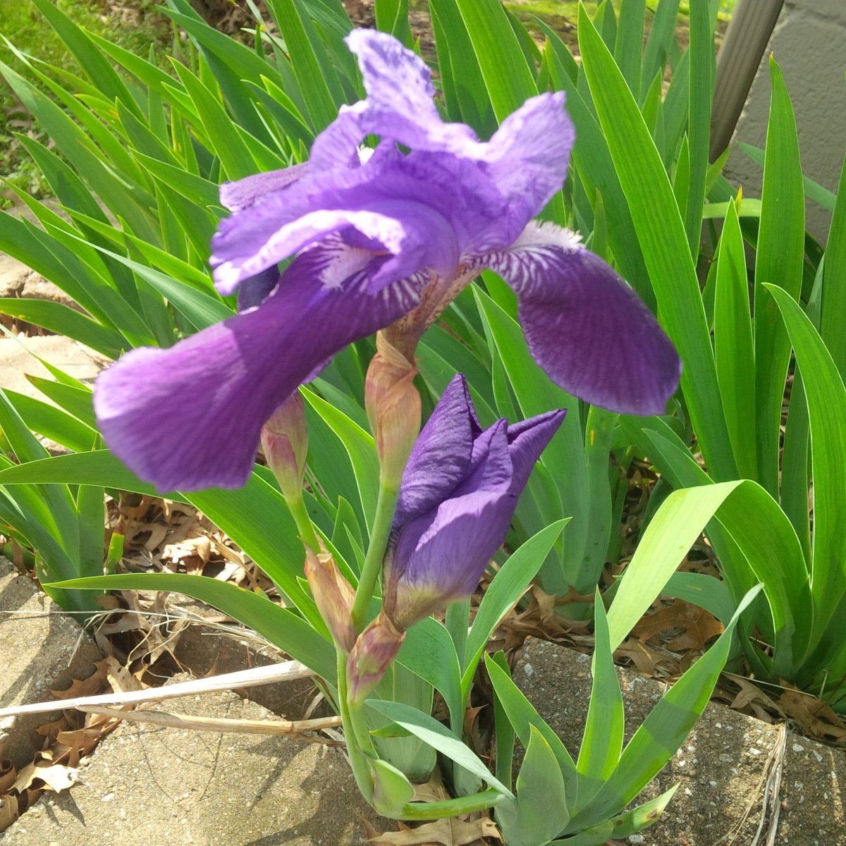 AshleyJMorrison's tweet photo. Song of Solomon 2:12 The flowers appear on the earth; the time of the singing of birds is come, and the voice of the turtle is heard in our land #spring #Missouri https://t.co/je1i3toWEk
