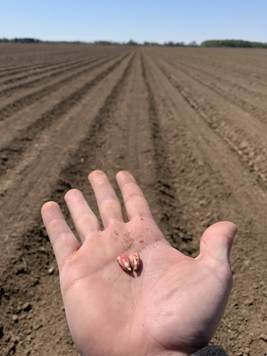 Mitch20's tweet photo. Kassidey was helping me at my warehouse yesterday and made a good point, "you know even with all this craziness going on, you wouldn't even know any difference at a farm, everything is normal on a farm." That's why I love what I do. A lot of seed going in the ground in NEA! https://t.co/kLGsviwNTz