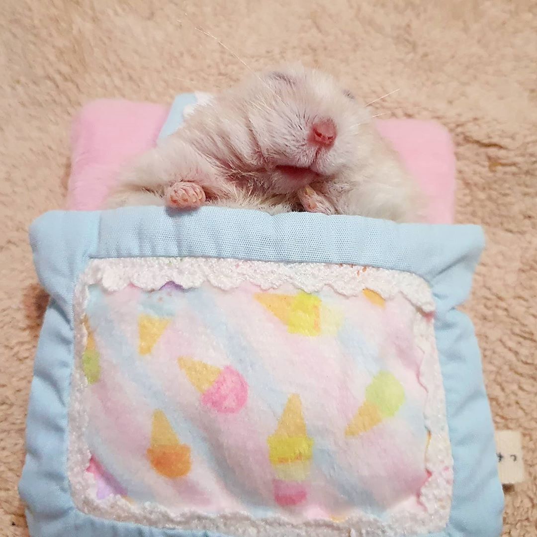 hamstersmp4's tweet photo. https://t.co/IxHgOpNbqK