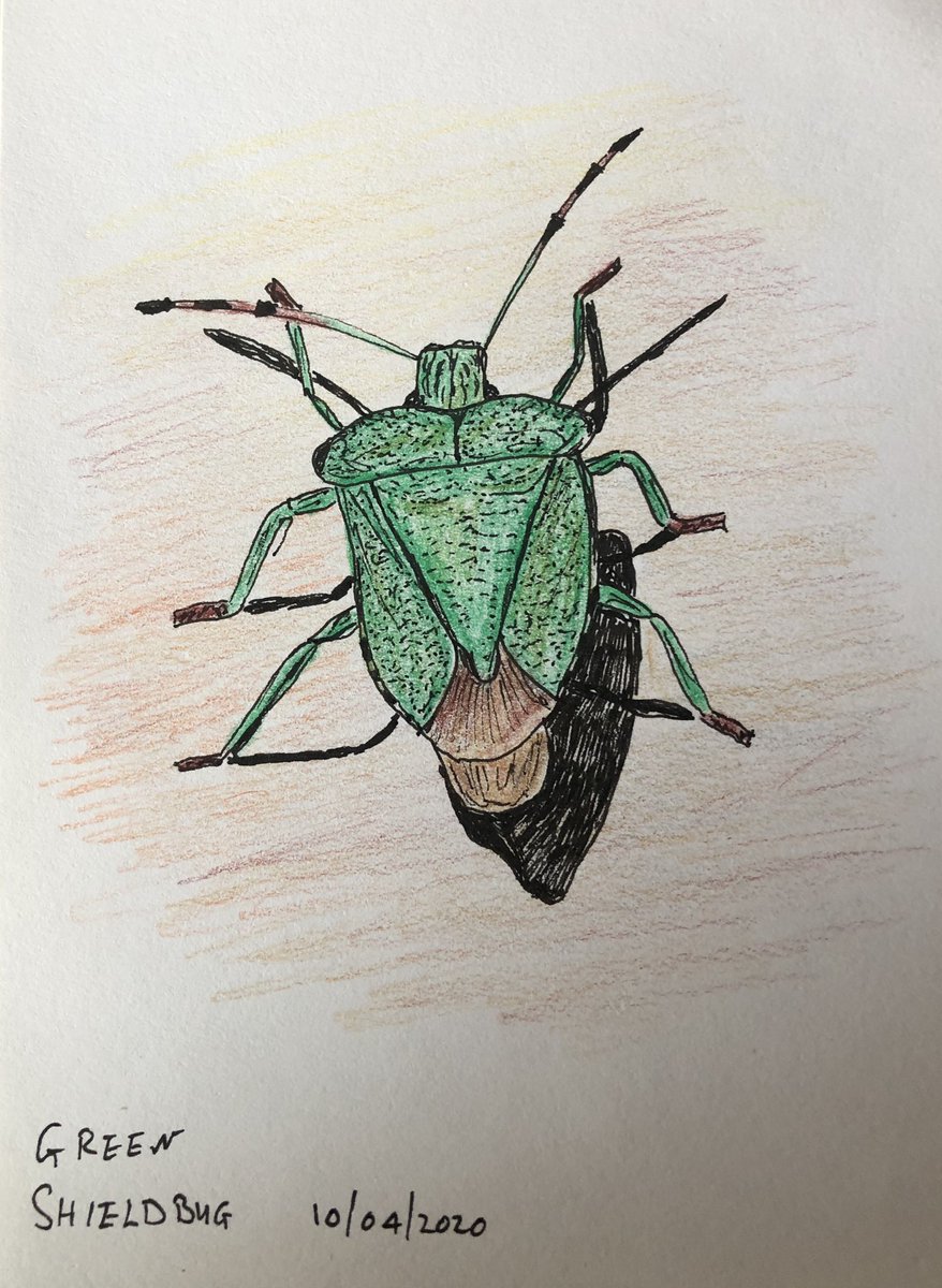Today’s little sketch following it’s brief visit to my garden today.