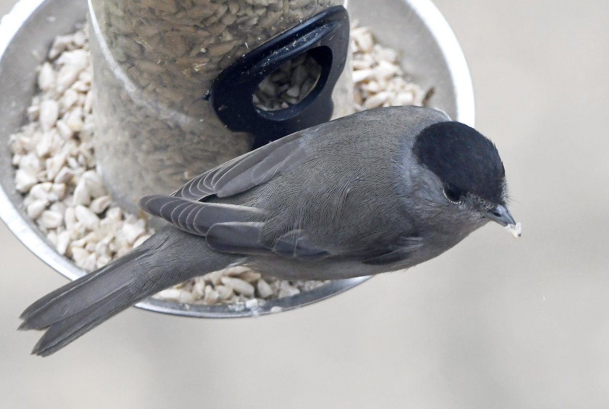 18. Blackcap Delightful warblers that have taken to overwintering in the UK, especially in the south, where they take advantage of food put out for birds. For the first ever time, I've heard one singing from my garden in recent days!  #LockdownGardenBirdsSeen 