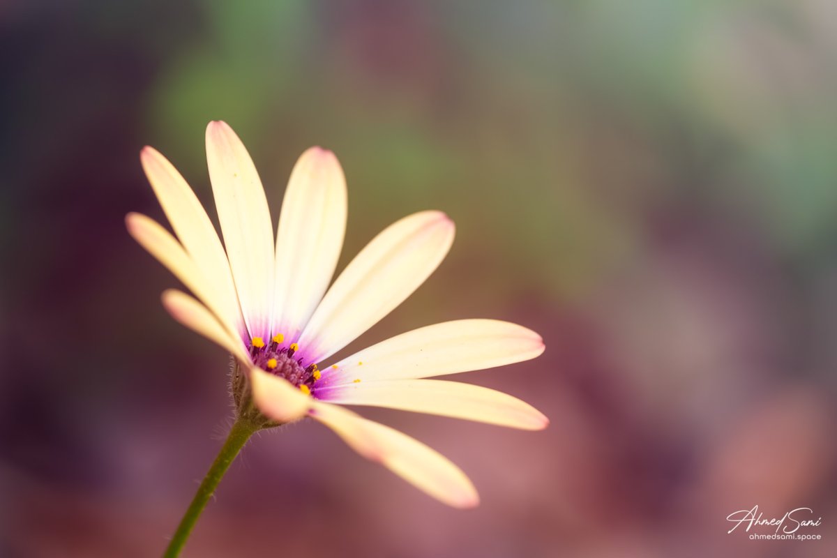 ahmed_sami_ab's tweet photo. Daisy Flower🌼
#aroseaday
#flower
#macro_brilliance
#macro_captures_
#flowersandmacro
#kings_flora
#petal_perfection
#1macroshot
#fujifilm
#fujifilmxiraq
#fujifilmxt3
#iraq
#explore_macro
#macro_delight
#featured_macros
#flowerphotography
#flowerstalking
#fujifilm_xseries https://t.co/avbAFcTpfe