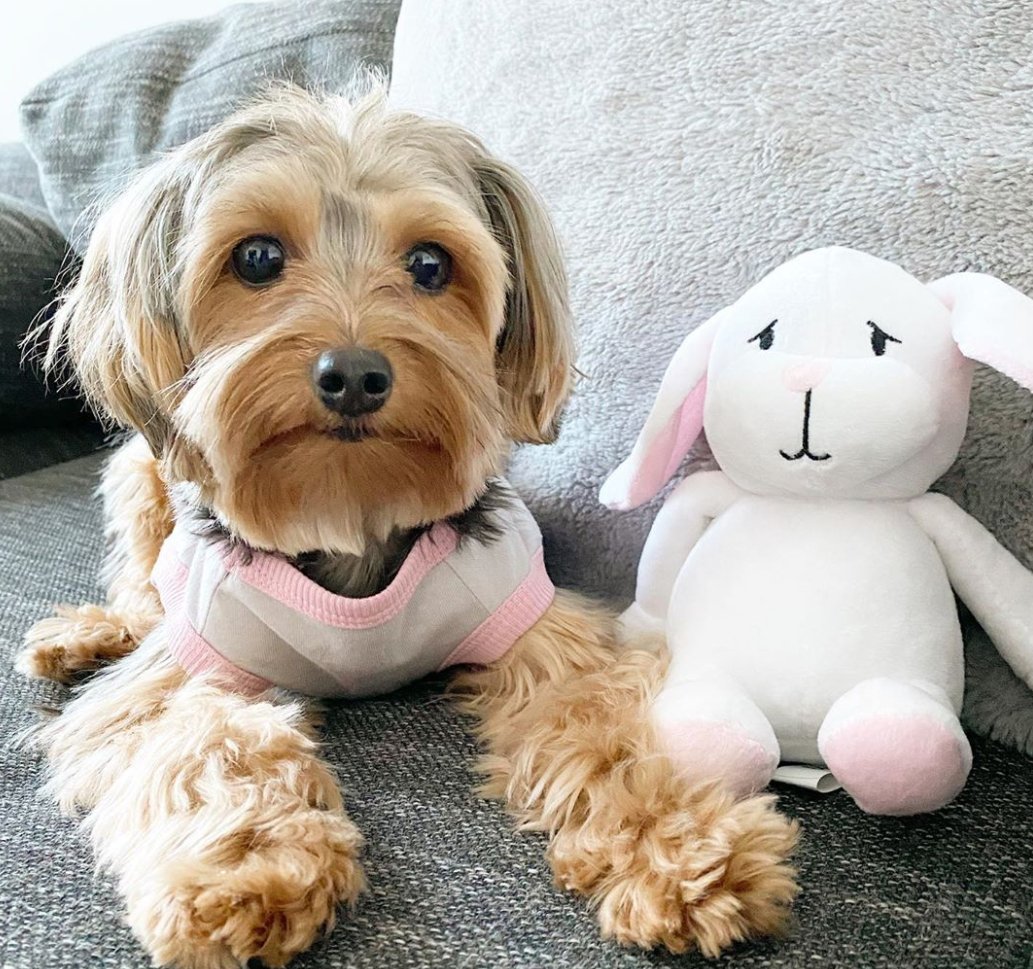 BlueberryPet's tweet photo. Just casually looking #fluffy and #adorable with his new friend Mr. Bunny, no biggie. @theodorable.teddy celebrating #Easter with Blueberry Pet's Easter collection! https://t.co/FfPdYKupll