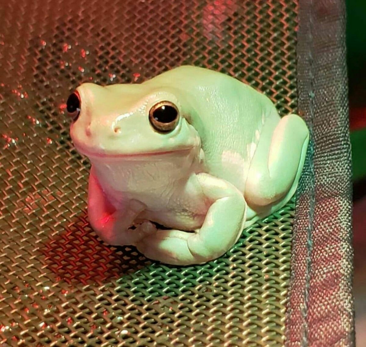 anyways frogs are great