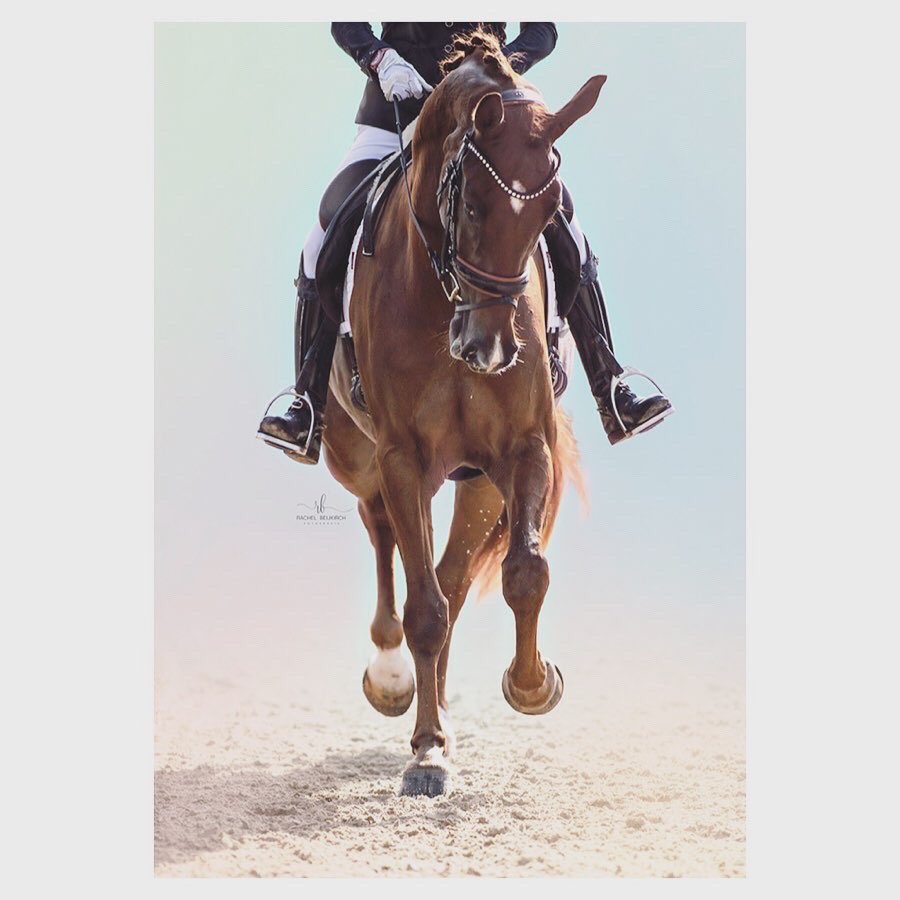 FotoBeijRachel's tweet photo. #fotoart #photoart #horses #bnw_captures #horsephoto #lovephotography #artwork #bnwphotography #bnwlove #zwartwitfoto #fotografie #Foto #dressagehorse https://t.co/CneP4FlVW0
